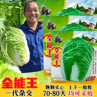 Chinese Cabbage Seeds Shandong Jiaozhou Cabbage Seeds Hybrid New Variety Cabbage Disease-Resistant High-Yielding Yellow-Heart Cabbage Species