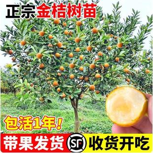 ��Ƥ��ێ����l؛���Ԙ����ļ������ʳ���������Ƥ�����҃ȳ��G