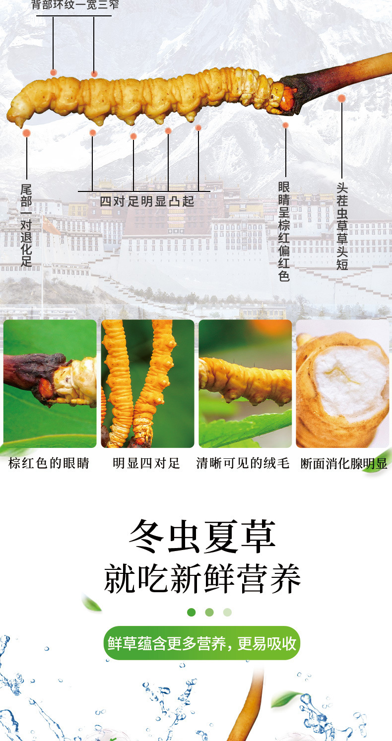 新鲜虫草_05.jpg
