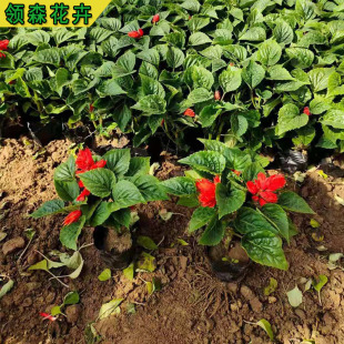 Manufacturer Supplies Base Wholesale Qingzhou Grass Flower Shape Rental and Undertakes Park Community Greening with a String of Red Flowers