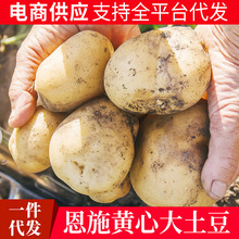 恩施黄心大土豆农家自种现发洋芋马铃薯产地直供批发种植恩施特产