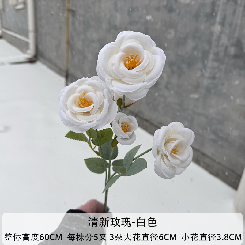 화이트