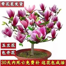 The year of flowering strong fragrance magnolia dwarf pot跨