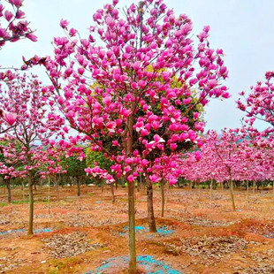 һ�����l���m���������ͥԺ�t�S�������m����V���m����G����ľ