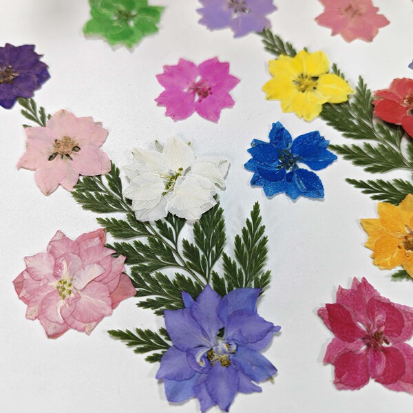 Supply delphiniums