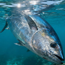 黃鰭金槍魚批發冷凍海鮮水產大目金槍魚日料壽司食材刺身低溫藍鰭