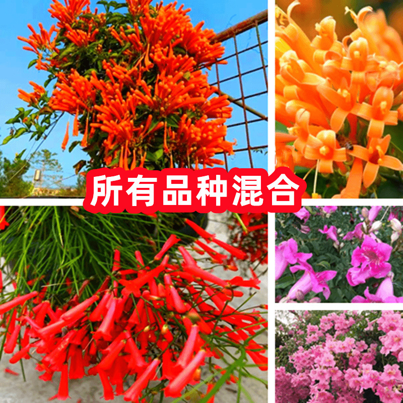 SKU_01_所有品种混合装200粒_优质新种1包送催芽肥料