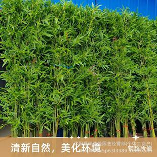 ���������҃��b������L�����ӓ����쾰����ë��Gֲ���Լ�ˮ��