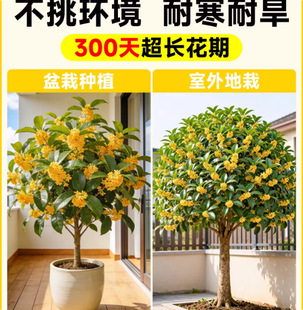 �ļ��𻨘����Ի����ļ��_�������҃��̨�����ͻ����辰�Gֲ��