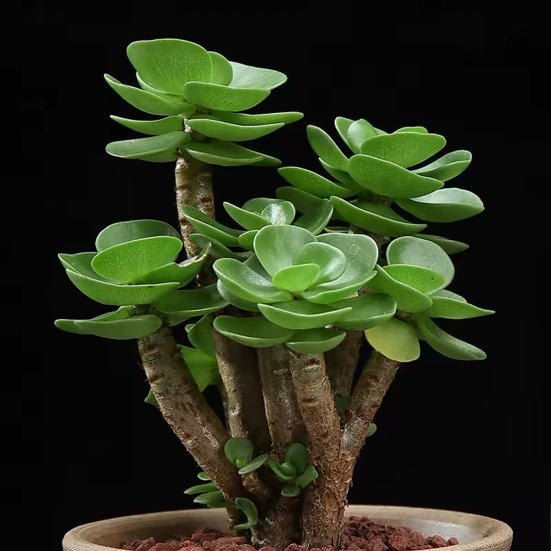 Деревянное суккулентное растение, старый пень с горшком, очень большое суккулентное растение в горшке, комнатное зеленое растение на удачу, цветок
