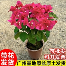 三角梅花卉绿植室内盆栽客厅四季花开花易活带花植物阳台大苗绿樱