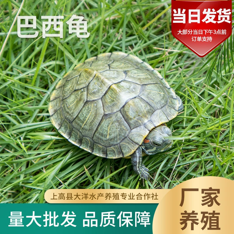 Бразильская черепаха живая маленькая черепаха декоративная черепаха домашняя черепаха фабричная ферма оптом и в розницу