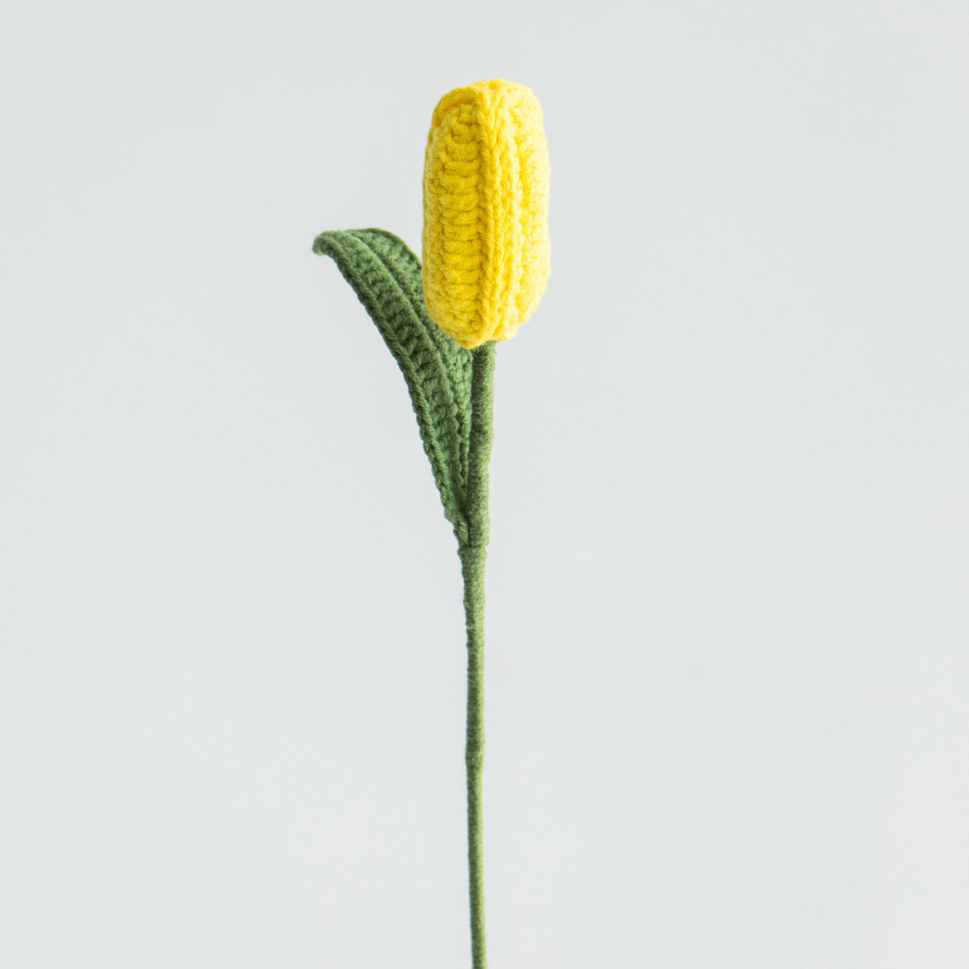 닫힌 튤립 노란색