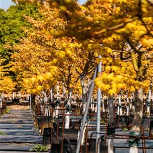 基地供应 金陵黄枫 护坡固沙公园造景行道树 庭院园林绿化苗