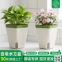 水位方形吸水可视种植盆