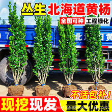 丛生北海道大叶黄杨树苗绿篱庭院围墙工程绿化四季常青不落叶植物