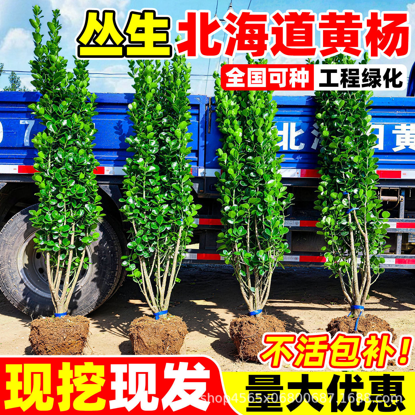 丛生北海道大叶黄杨树苗绿篱庭院围墙工程绿化四季常青不落叶植物