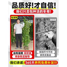 �������編��ֱ���G����ͥԺ����ֲ���ļ������ͺ������������S��