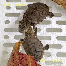 侧仰泳鱼缸猪面深水笑活物粪便乌龟红R2颈龟活体龟苗蛋吃西