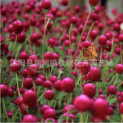 Qianyi Красные Семена Цветут Зеленый Цветение Непрерывные Зеленые Цветы В Горшке Яркие Семена Цветов