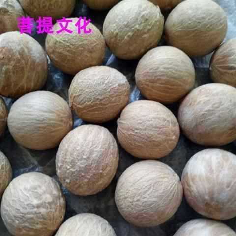 白翡翠菩提根 新菩提種子 白果原果径 - 菩提根大果原料は斤売り|undefined