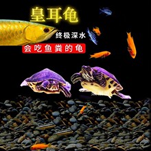 深水龟黄耳龟吃粪龟鱼缸混养纯种水族观赏龟宠物龟网红小乌龟活物