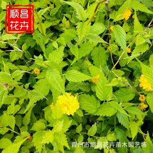 �����G�h����ֲ����Ļ� �G����ľ���̻��� ���^���������