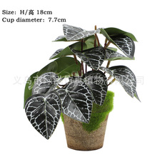 ������������~�X�~ˮ��ֲ����~�������Բ廨���ֲ����ϲݠ�