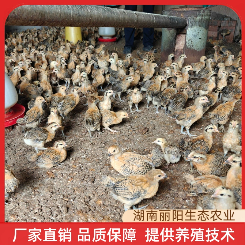 Оптовая продажа цыплят, разогревающиеся цыплята зеленоподошвенные, живые цыплята весом полкилограмма, цыплята одного месяца, подходящие для пастбищного содержания в сельской местности.