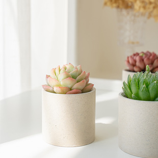 High-Quality Succulent Plants, Small Potted Plants, Office Succulent Green Plants, Easy-To-Raise Combination Succulent Potted Plants for Novices