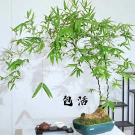 小叶青龙竹簕竹室内造景茶室禅空间绿植庭院竹子盆景文艺竹子盆栽