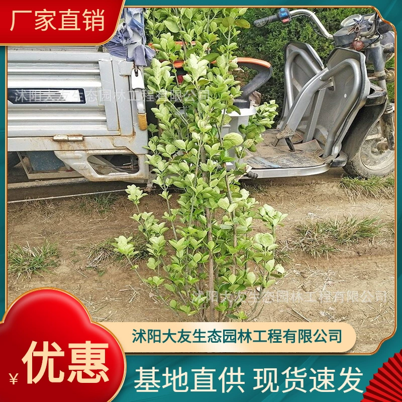 База оптом доморощенный Тополь Рассада Живописная дорожная садовая Инженерная озеленение рассады