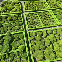 ����̦�\�M�~�װl�\����ɽˮܛ�b��̦���Ý�ˮ���l�Gɫ�G̦ɳ�P