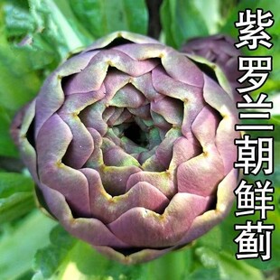 ���r�E�N�������E�N�ӷ�����ٺ��߲˷N�Ѿ��ļ������ﶬ��������