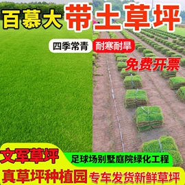 草坪;乔木;灌木