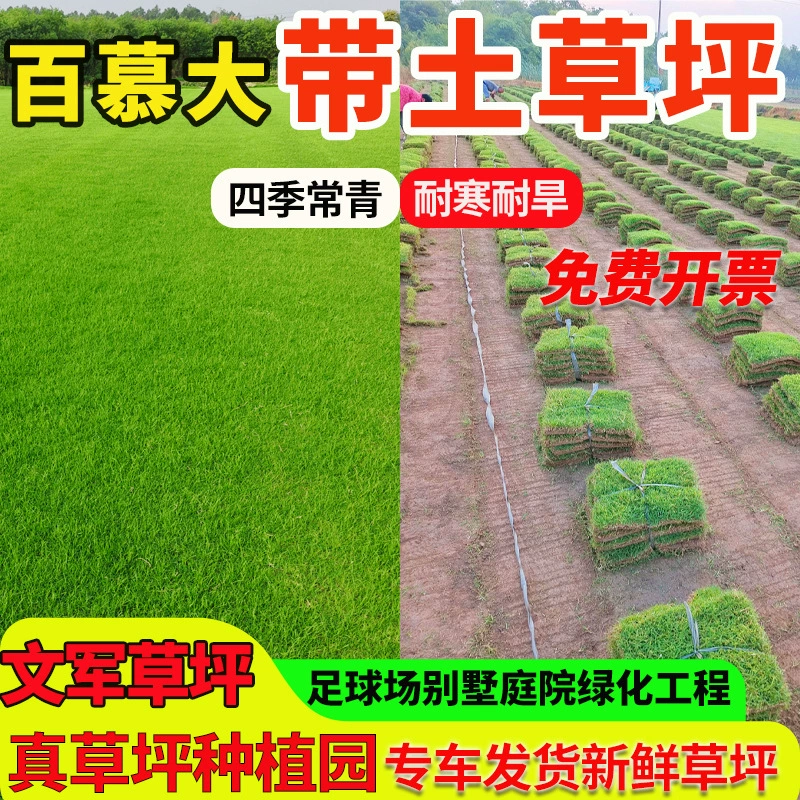 Основа прямой поставки с настоящим газоном, морозостойкая, устойчивая к подтаптыванию, подходит для ландшафтного дизайна садов, термостойкая теплосезонная трава Бермуд.