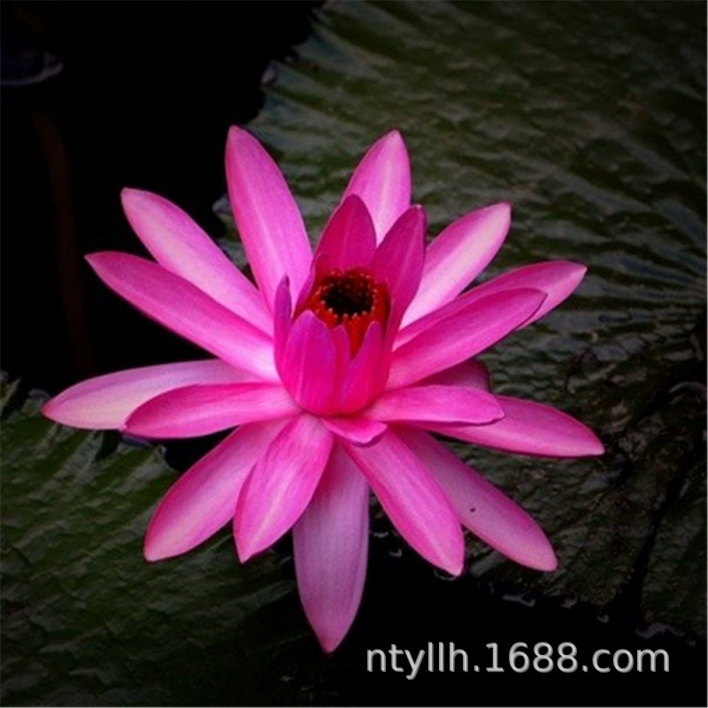 Водяная Лилия корневой блок рассады водяная Лилия Лотос гидропонное растение цветок Four Seasons выращивание воды в горшках корень лотоса рассада