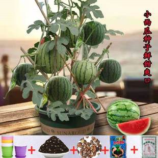 Honey Small Watermelon Seeds, Thin Skin, Few Seeds, Red Flesh Watermelon, Gardening Potted Balcony Fruit Seeds, High Yield, Sowing in All Seasons