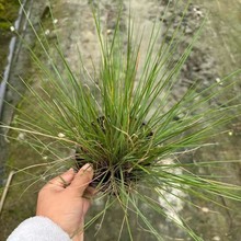 �ؑc�F���Ĵ����۲ݴ����۲�С�����۲ݴ������۲ݱ������۲ݵ�