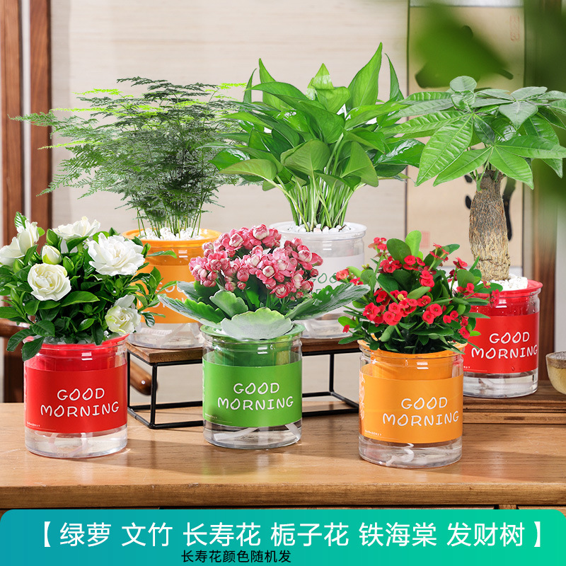 [가성비 6화분] 머니트리 + 포토스 + 아스파라거스 + 칼라비나 + 베고니아 + 치자나무