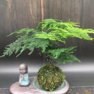 Asparagus Moss Ball Potted Hydroponic Cloud Bamboo Moss Ball Indoor Creative Easy-To-Grow Green Plant Evergreen All Year Round Purifies the Air