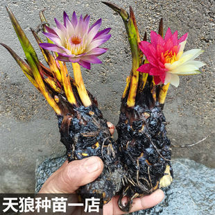 ˯ɏˮBɻɏKˮֲԳ~ļNֲ