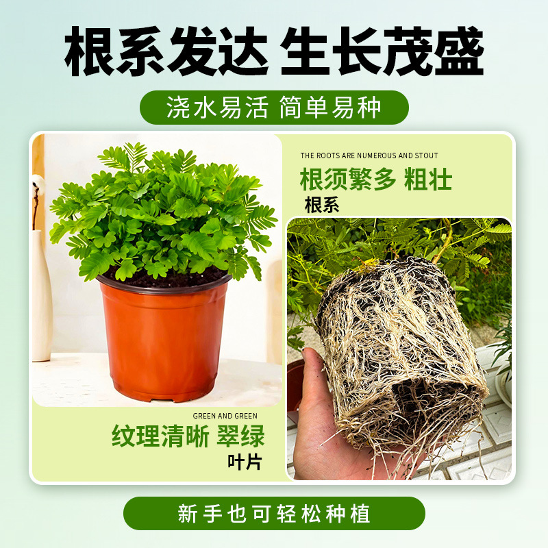 含羞草盆栽室内趣味花卉四季害羞草阳台植物学校幼儿园植物小盆栽