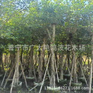 �V�|�Ř����С�~�Ż��ع��� С�~�� ���缚�~�Ř� �����l��G��