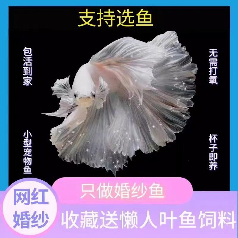Thai Betta Fish, Fairy Style Wedding Dress Fish, Half-Moon White Betta, Goldfish, Pet Tropical Fish, Small Ornamental Fish