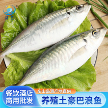 东山岛养殖土豪巴浪鱼商用酒店餐饮活冻海鱼巴浪鱼竹荚鱼海鲜水产