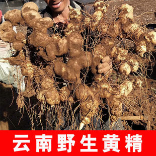 优品云南新鲜野生滇黄精 甜黄精老虎姜药材纯野生鸡头黄精滋补品-阿里巴巴