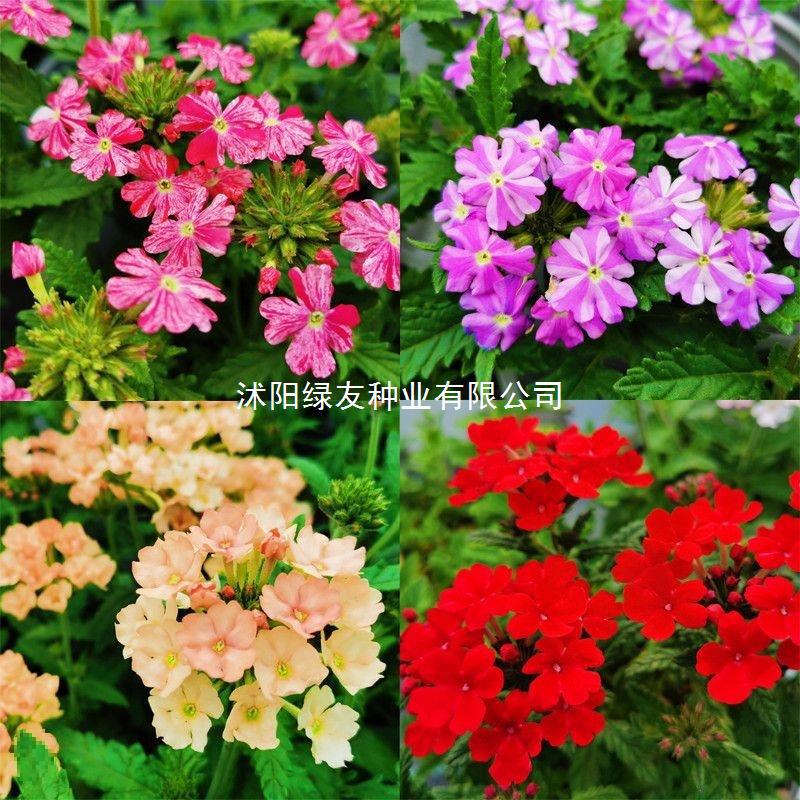 美女樱种子混色四季五色梅美人樱景观花海庭院室外庭院阳台花种子