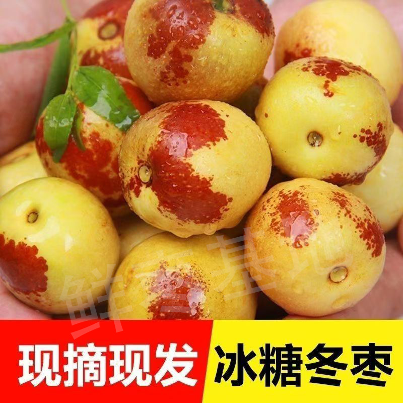 鲜枣冬枣基地现摘脆甜青红枣精品鲜脆甜采摘直播代发水果社区果王