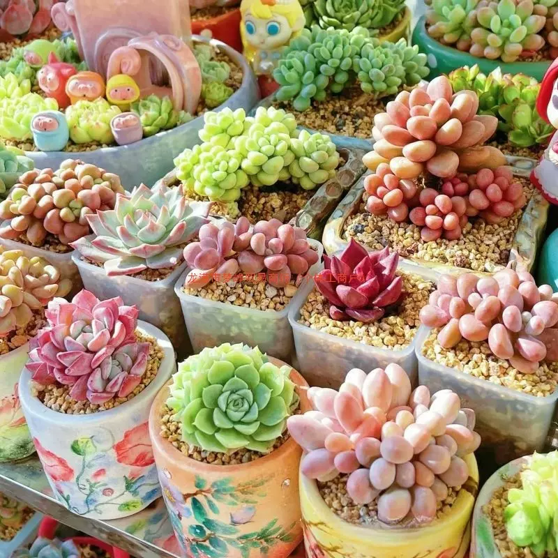 多肉植物幼儿园绿植小盆栽花卉肉室内老桩群生名贵大颗好养